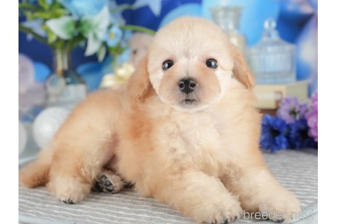 成約済の茨城県のトイプードル-344287の6枚目